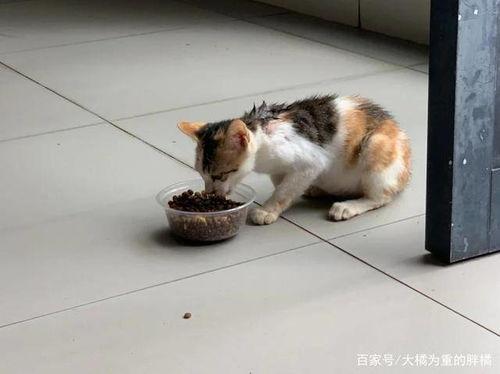 某女子吃猫视频被爆料,引发社会广泛关注与谴责  第3张